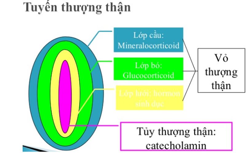 Tuyến thượng thận