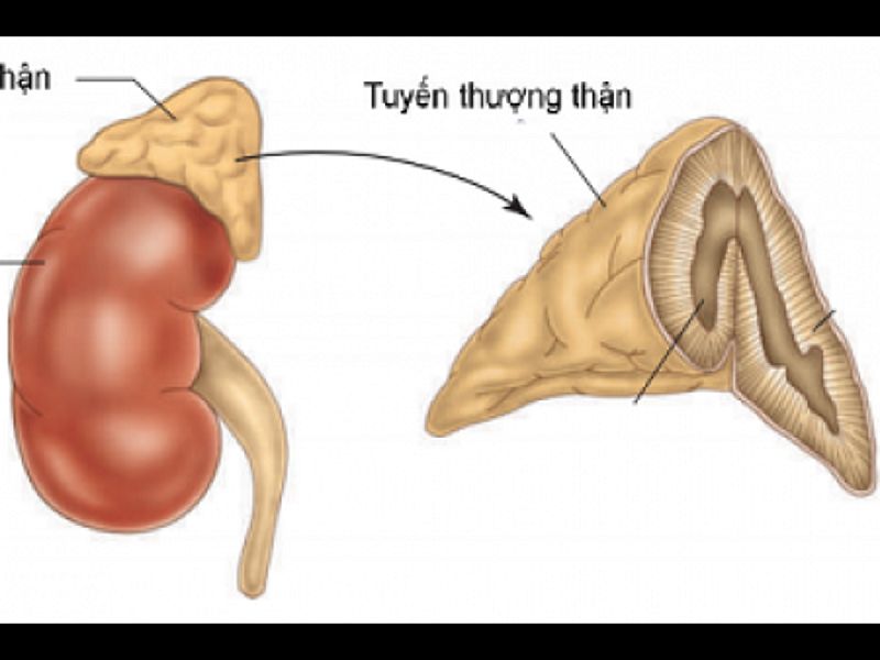 Tuyến thượng thận trong cơ thể con người